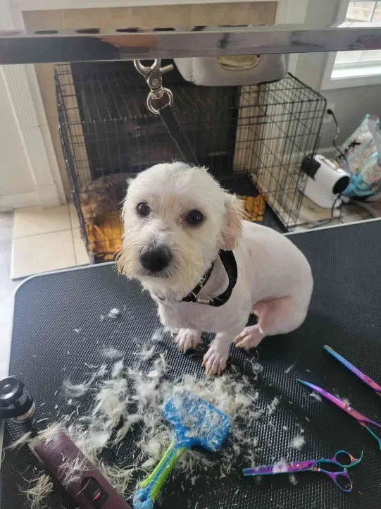 Small Dogs Advanced Service