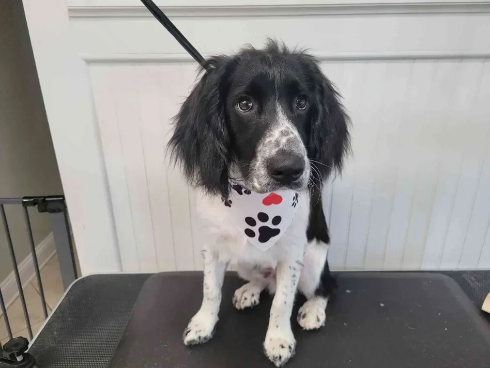Puppy Grooming & Desensitization