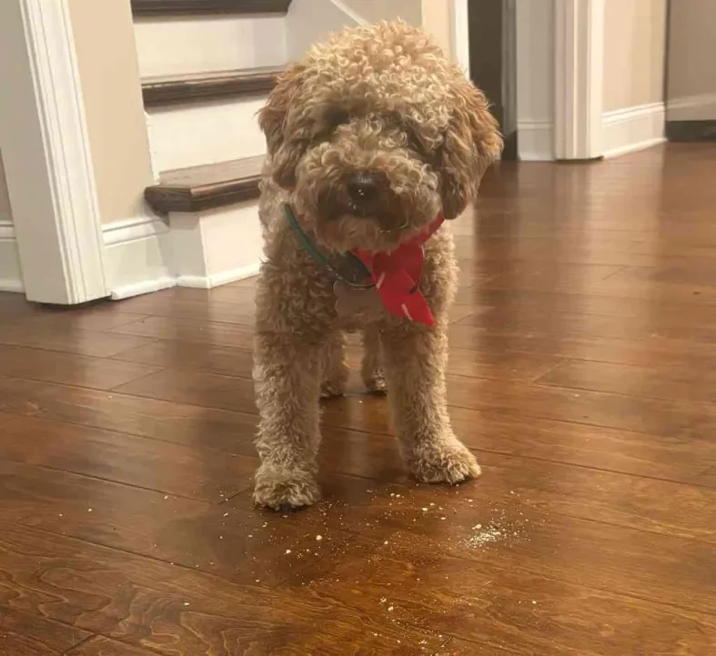 Medium Dogs Basic Service