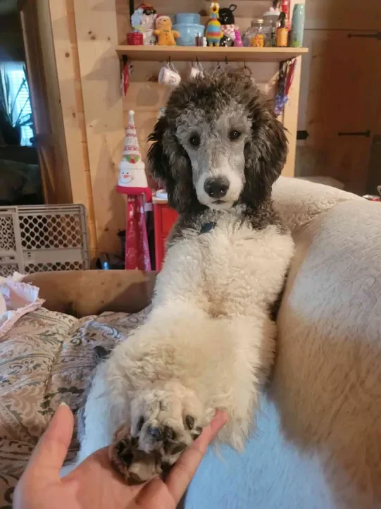 Cute poodle puppy reaching out with its paw while sitting on a beige couch with a person’s hand holding its paw, in a cozy living room with shelves and decorations in the background.