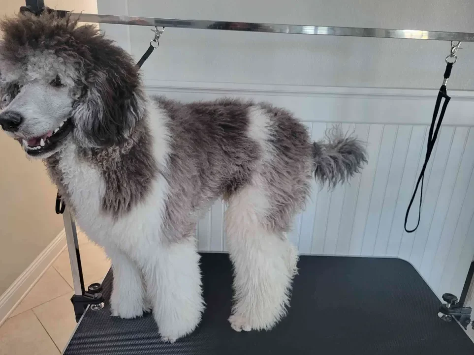 XL Dogs Basic Service