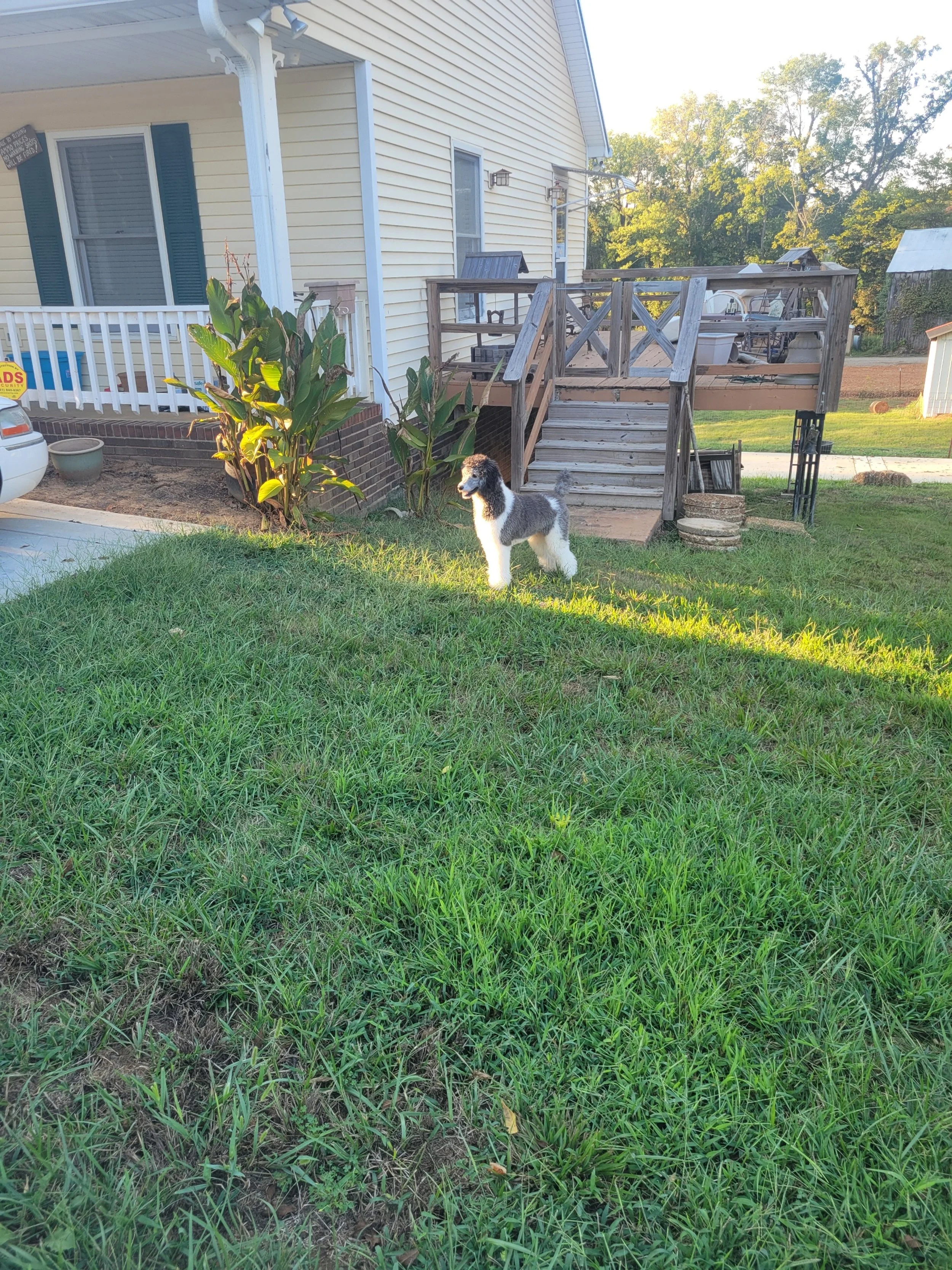 A small black, white, and puppy standing on a grassy lawn in front of a yellow house with blue shutters. The house has a raised wooden deck, stairs, and patio furniture.
