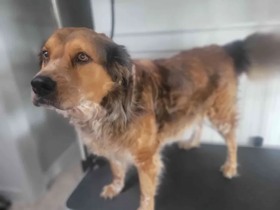 Basic Large Size Dog Service