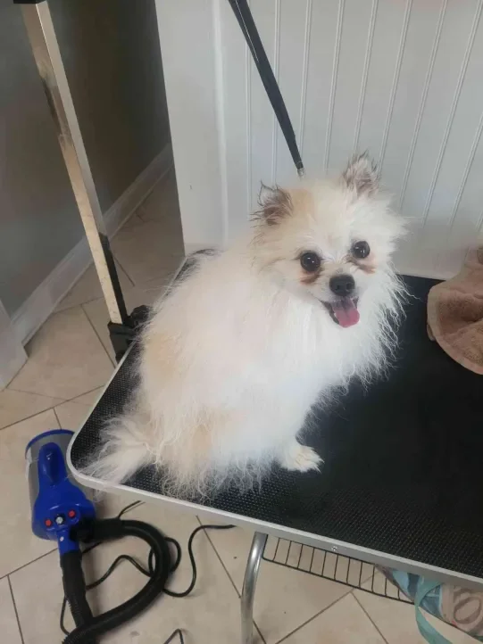 Small Dogs Basic Service