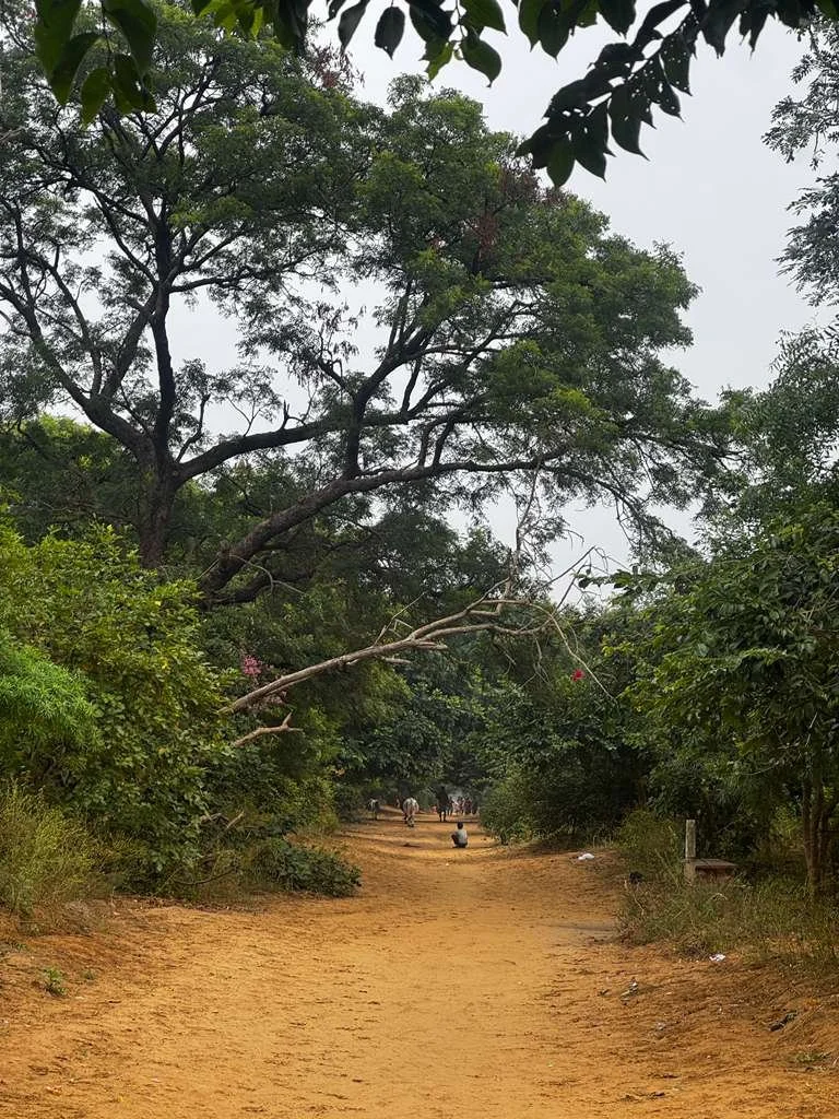 Govardhana, Winter, and the Heart That’s Learning to Bow