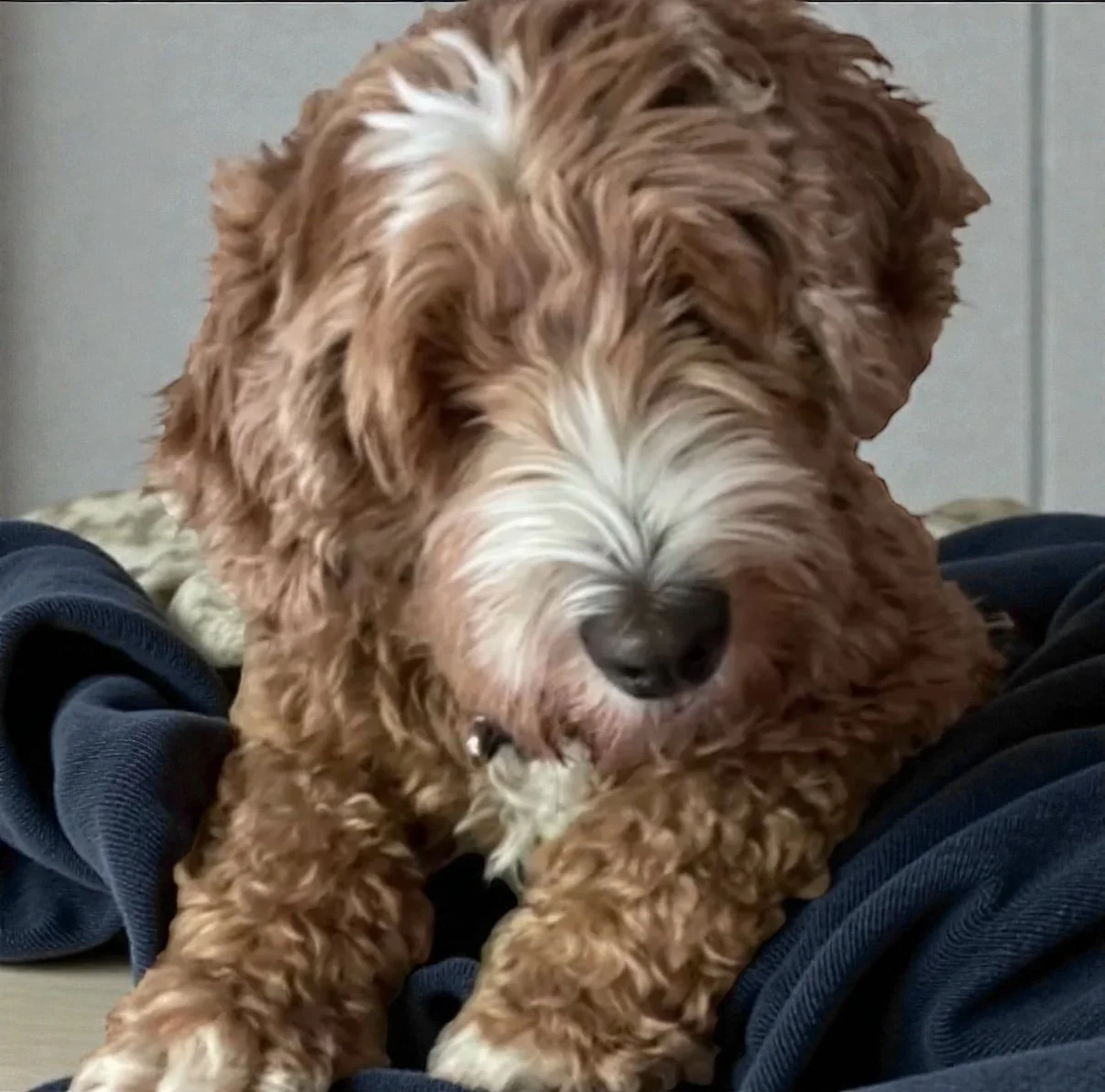A fluffy, curly-haired dog with brown and white fur lying on a person's lap.