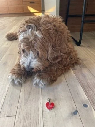 Animal Assisted Therapy: 52 Activities for Children