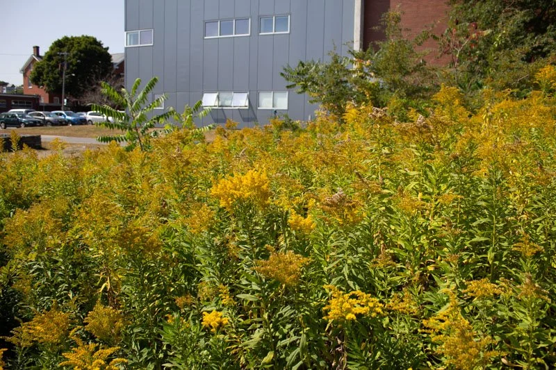 A dense patch of yellow-flowered plants growing in an urban area, with a large modern building and parked cars in the background.