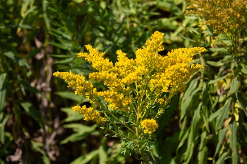 Yellow flowering plant surrounded by green foliage.