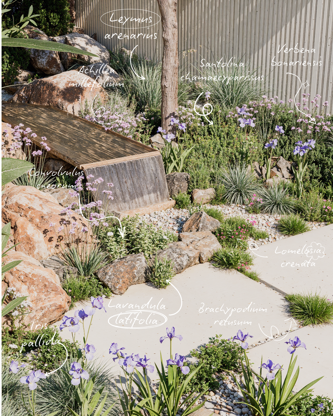 Photo d'un jardin de rocaille avec diverses plantes et fleurs, notamment Iris pallida, Lavandula, Brachypodium retusum, Santolina chamaecyparissus, Achillea millefolium, Leymus arenarius, et Lomelosia crenata, avec des annotations manuscrites en français identifiant chaque plante.