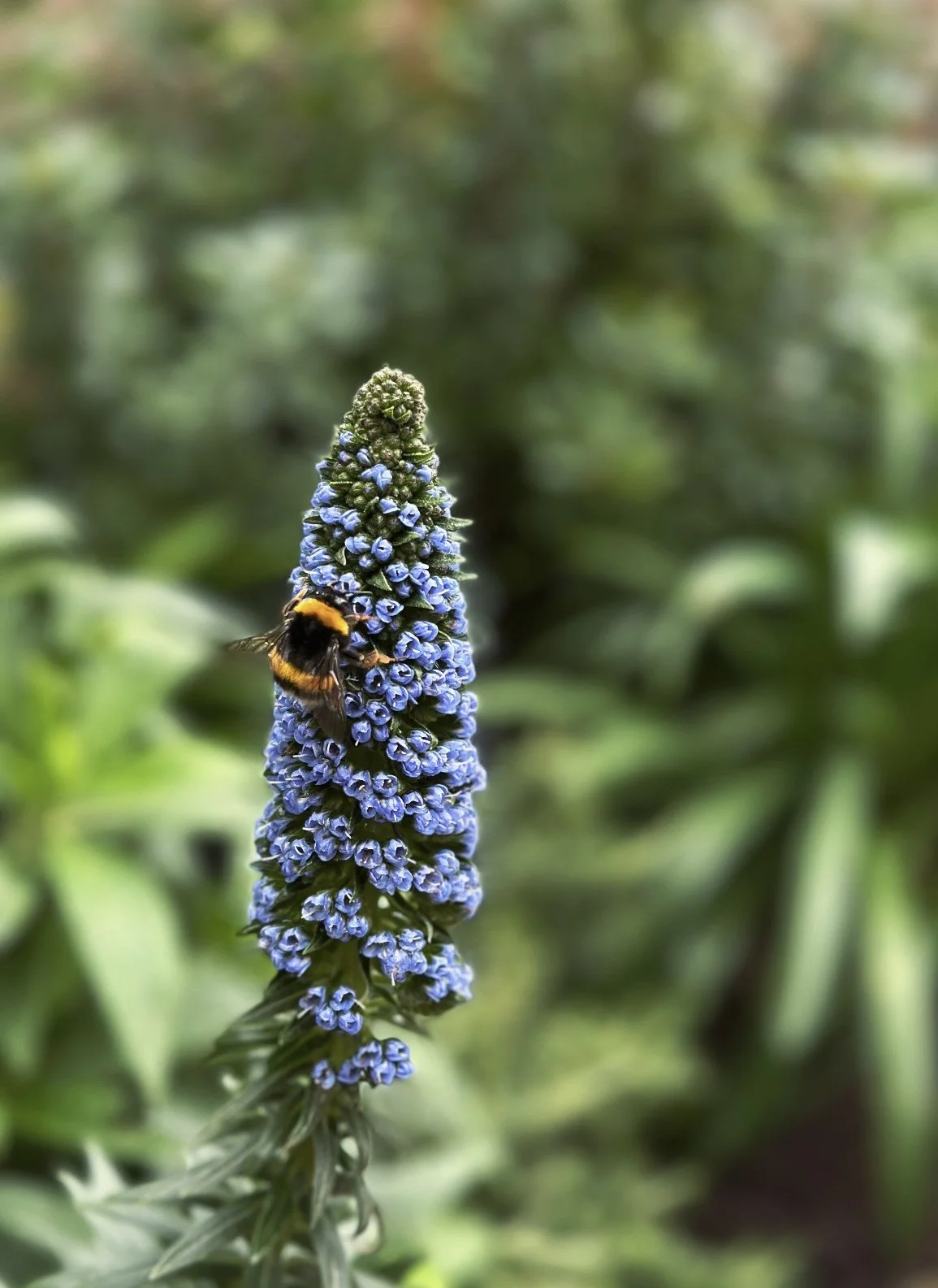 Une abeille butineuse sur une vipérine en train de fleurir, avec un fond flou de verdure.