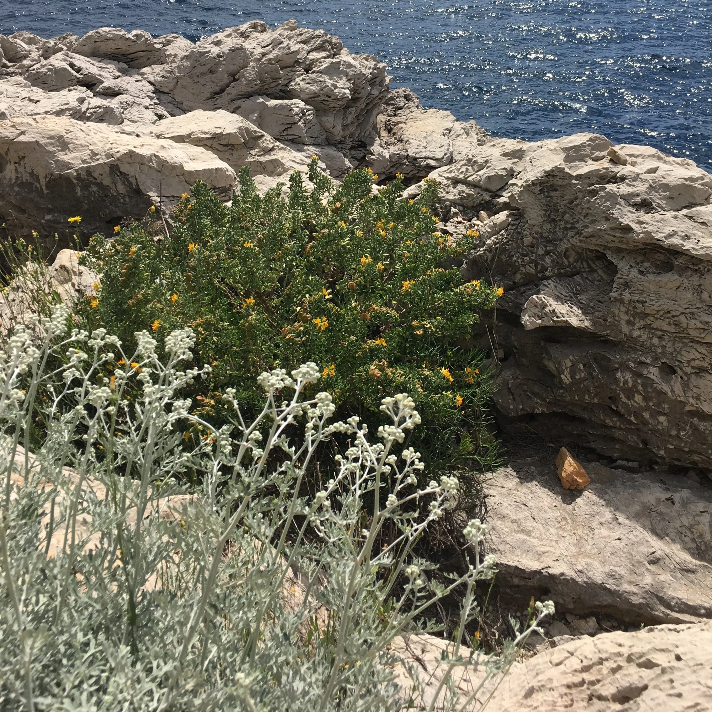 Plantes méditerranéenne avec des fleurs blanches et jaunes, roche près de la mer avec des eaux bleues et des vagues.