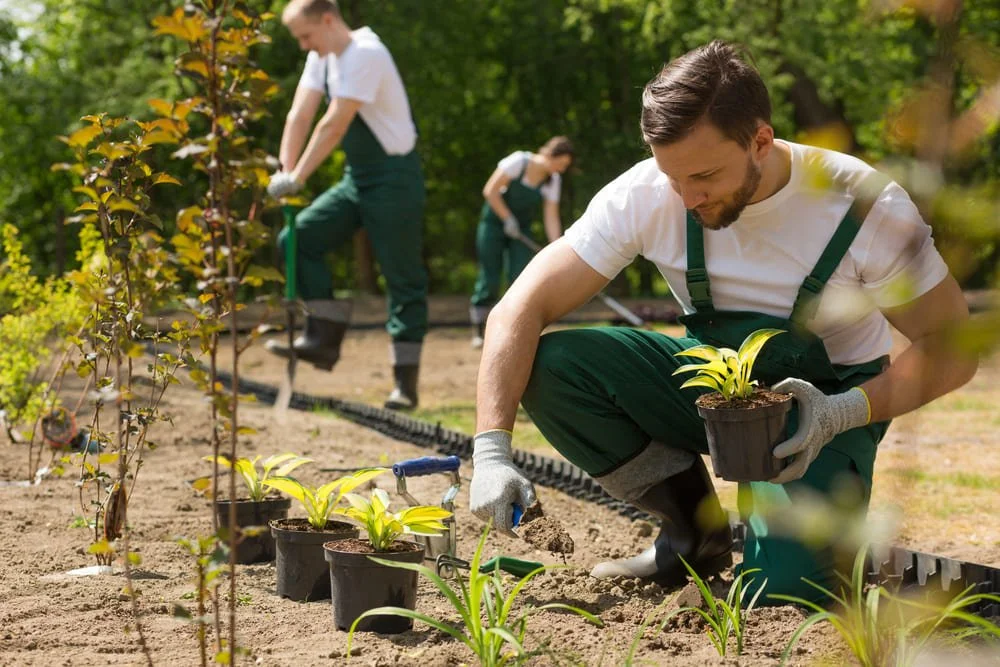 Trois personnes plantant des jeunes arbustes et plantes dans un jardin ou un parc, en plein air, avec un sol préparé et un système d'irrigation.