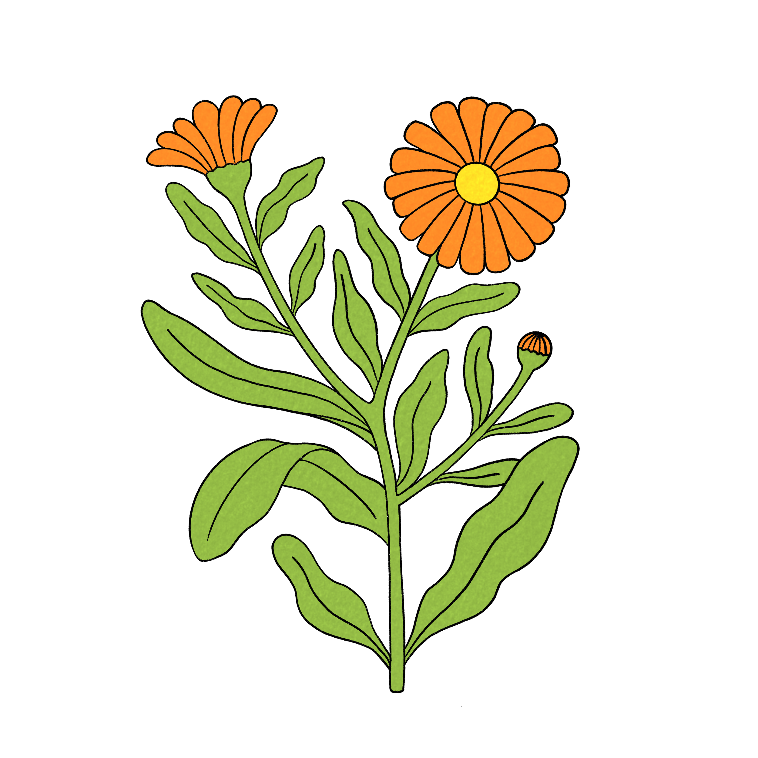 Illustration of a green herb plant with orange flowers and green leaves on a black background.