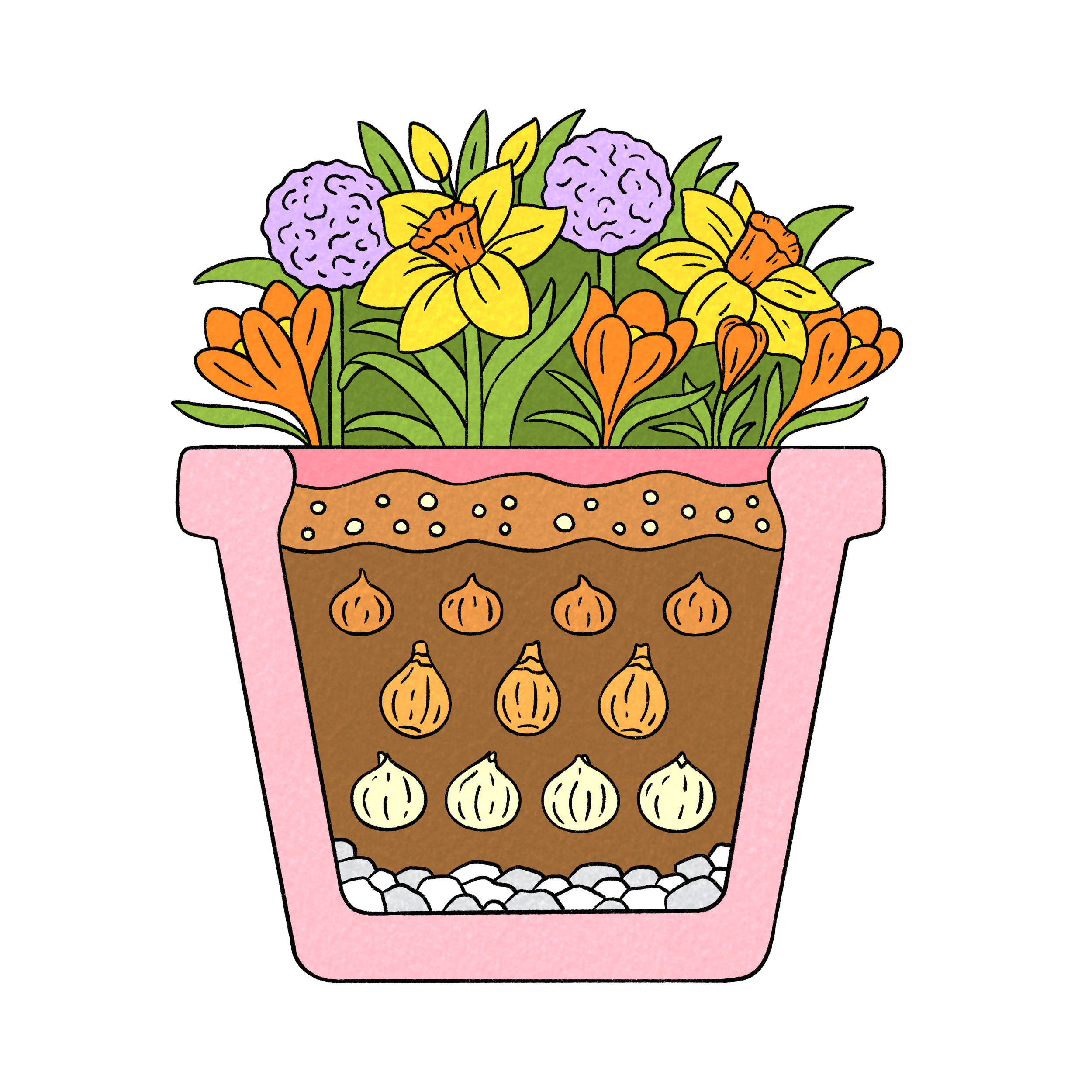 Cross-section illustration of a potted plant showing soil with bulbs underground and flowers blooming above ground.
