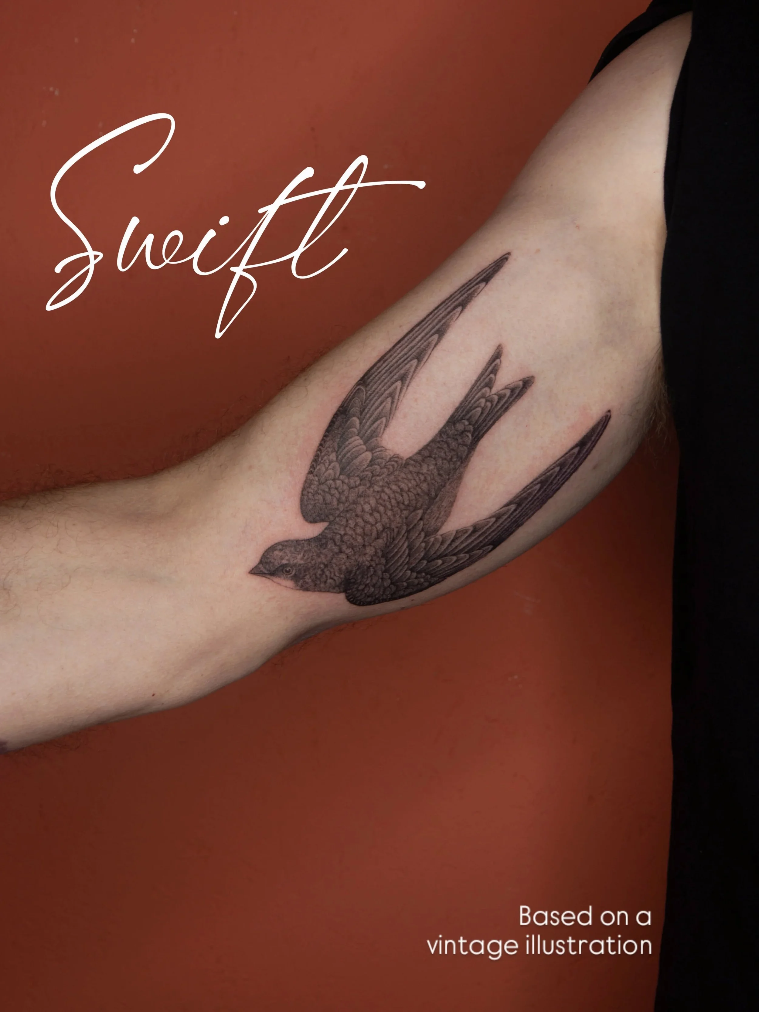 A swooping swift based on an old illustration. I love anything vintage so this was right up my street! Would love to do some more of these so drop me a DM if this is a bit of you.

Thanks for the trust!
.
.
.
If you're new here, I'm a Brighton-based 