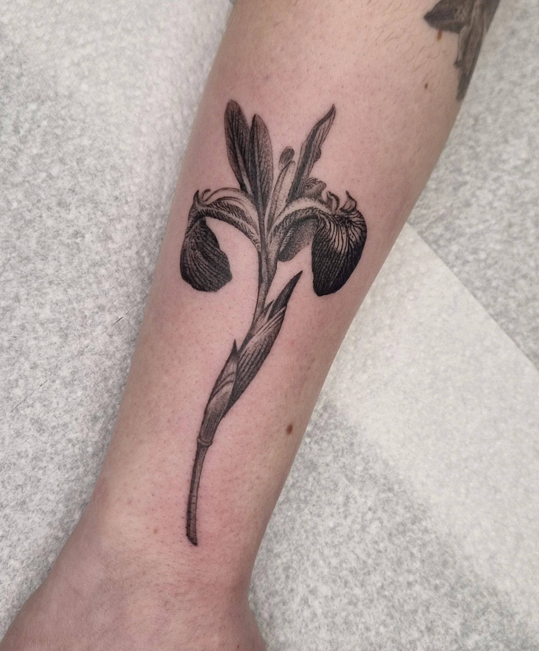Beautiful black and grey tattoo of a detailed iris flower in a realistic style on person's forearm.