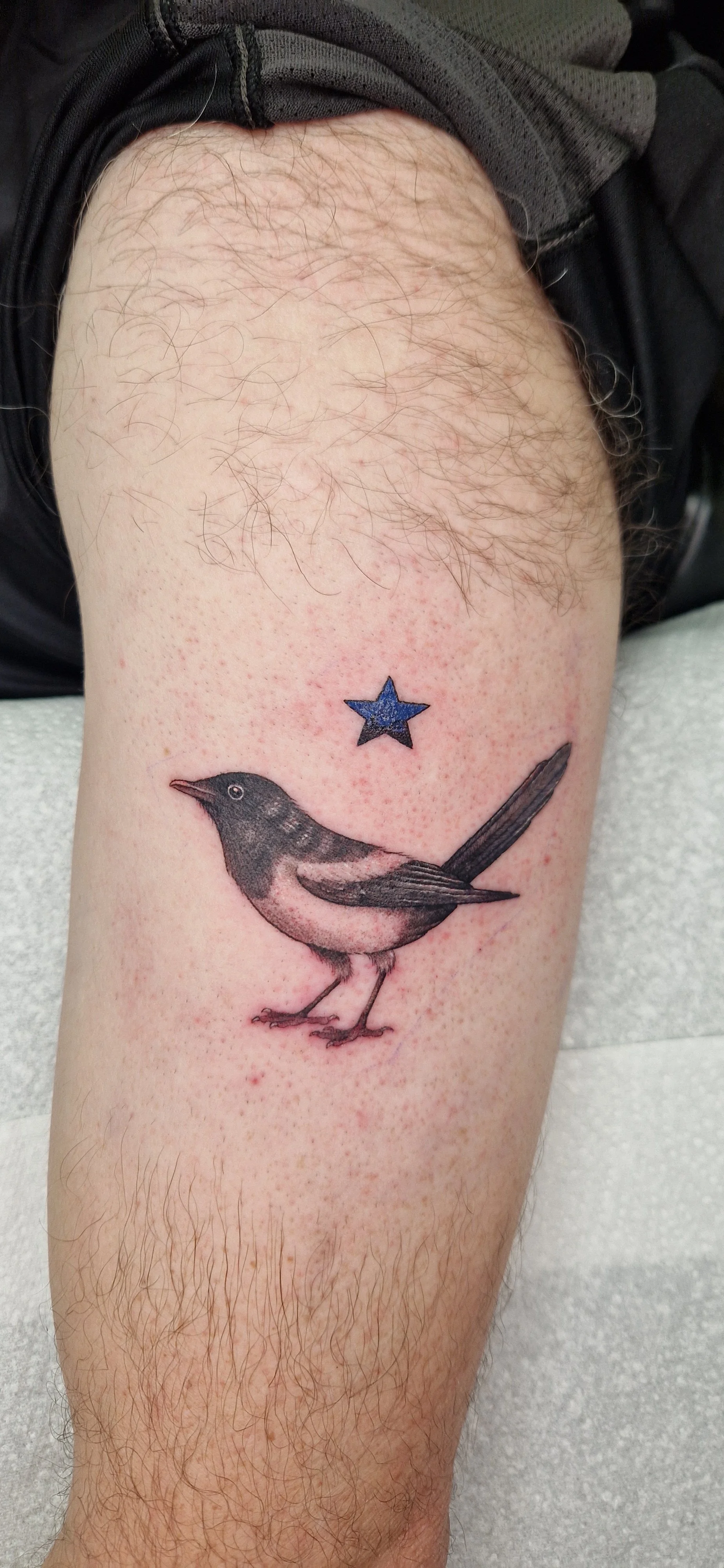Realistic fine line tattoo of a magpie bird, with detailed shaded feathers and the Newcastle Star.