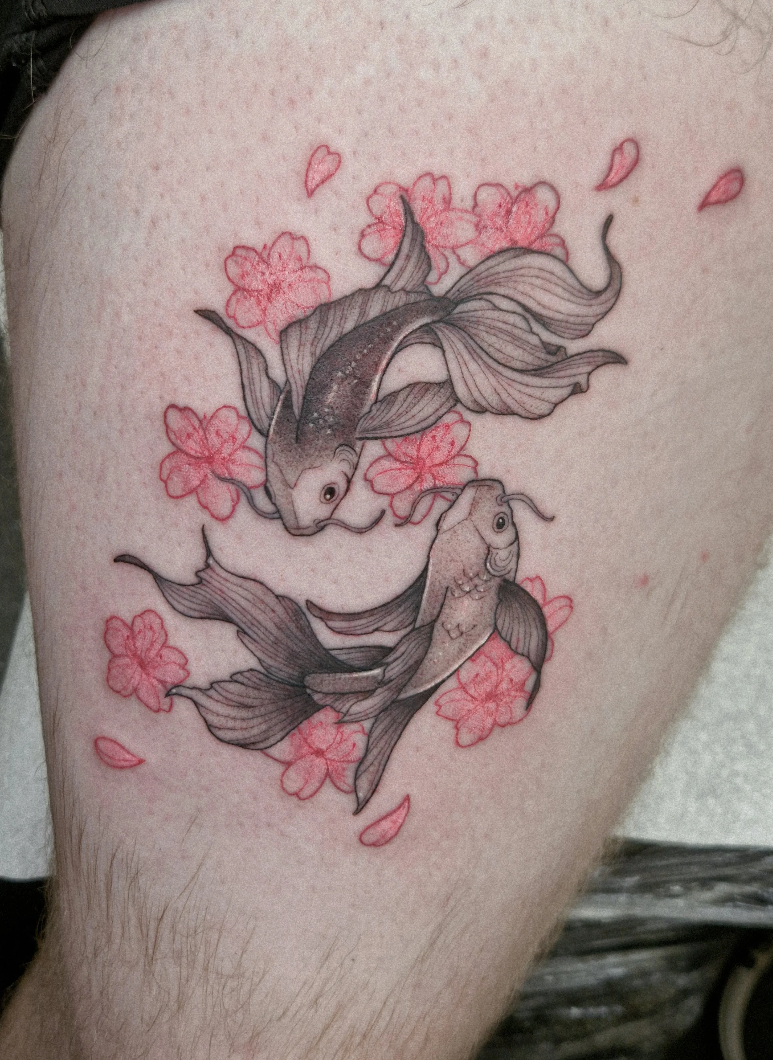 Tattoo of two koi fish in a fine line illustrative style swimming among pink cherry blossoms.