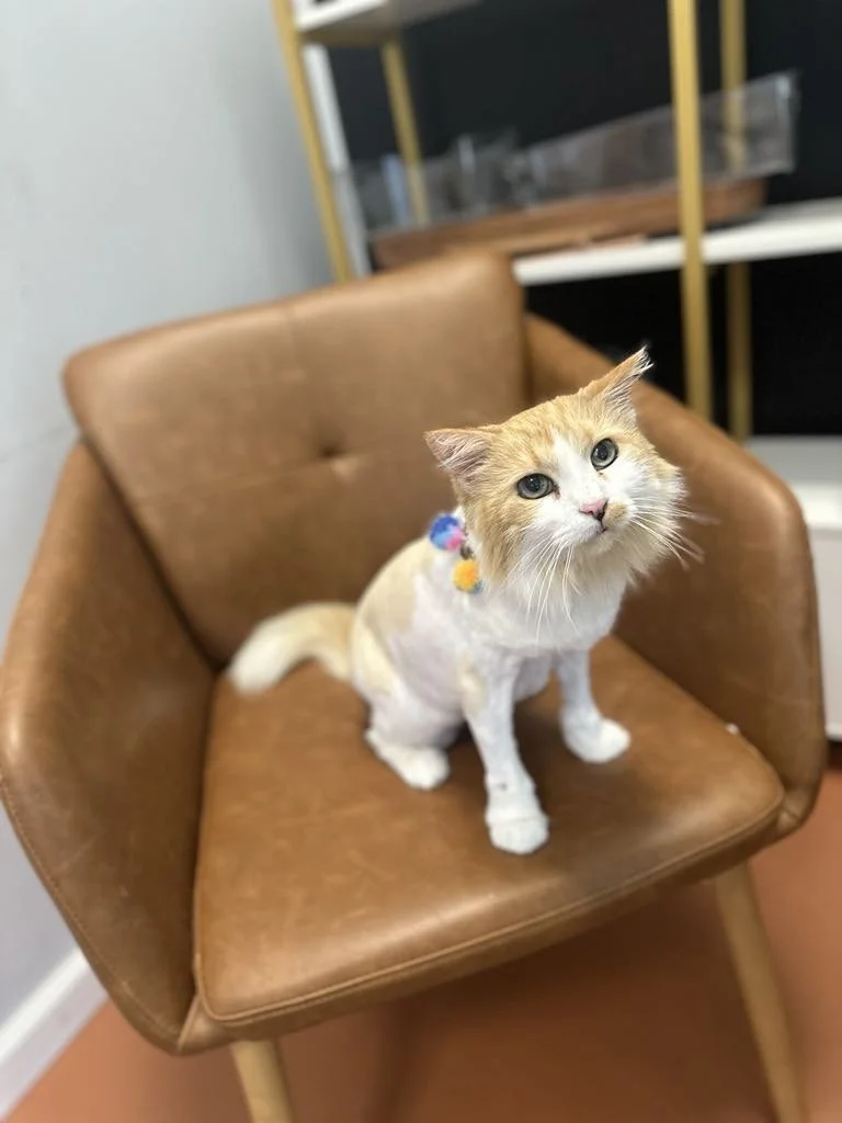 SYDNEY 1 - CHRISTINE.jfif