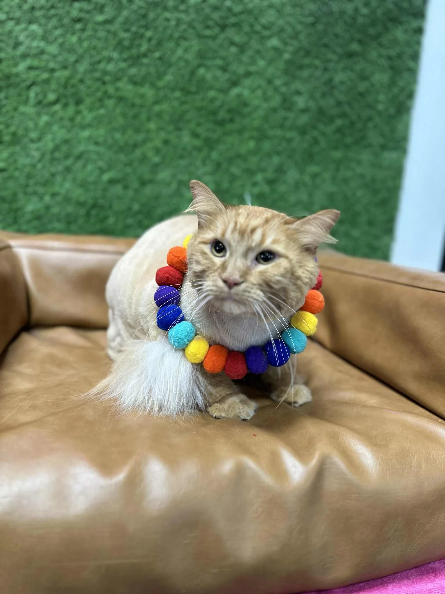 ORANGE CAT - CHRISTINE 2.jfif