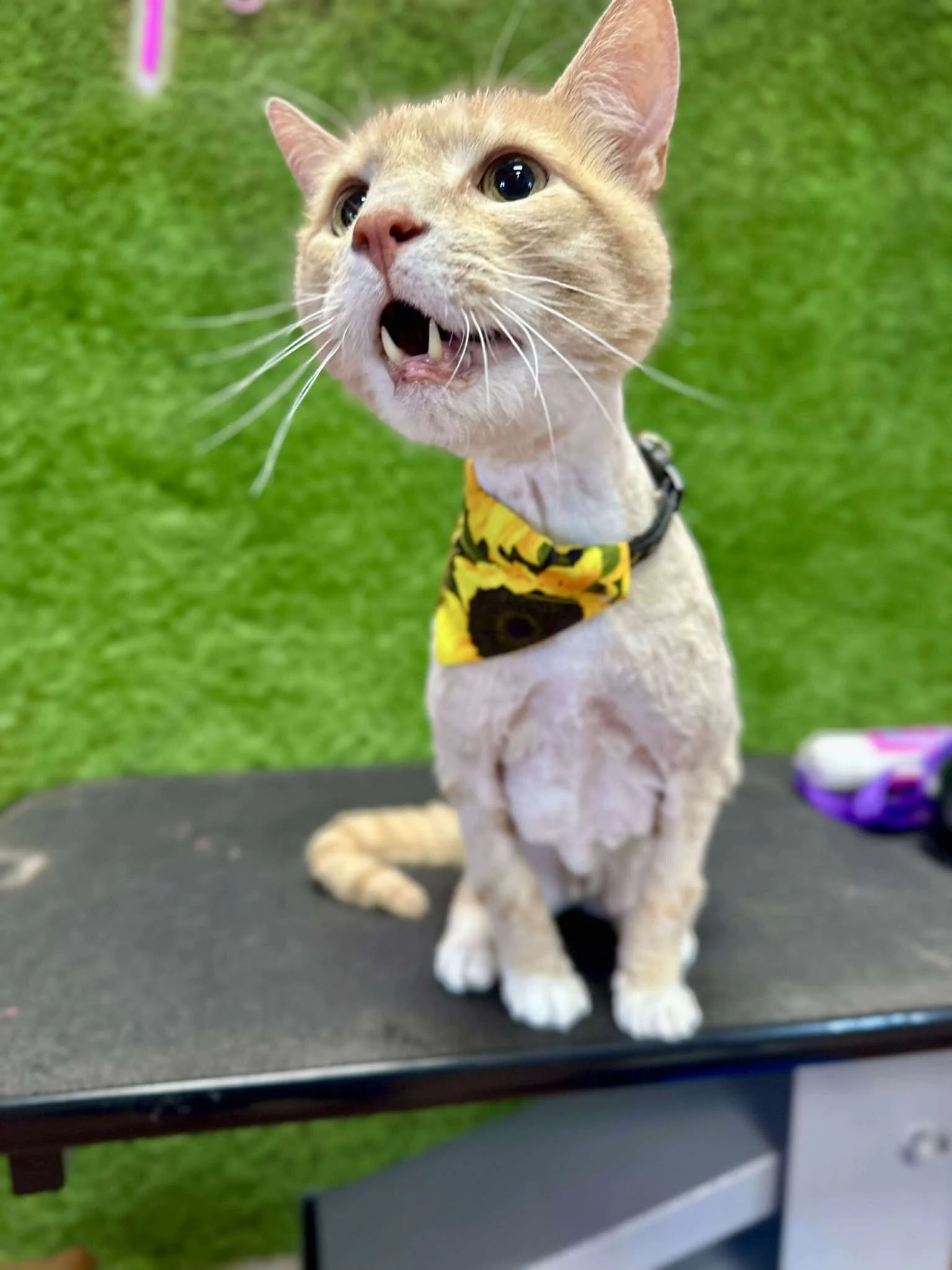 SIMBA - CHRISTINE 3.jpg