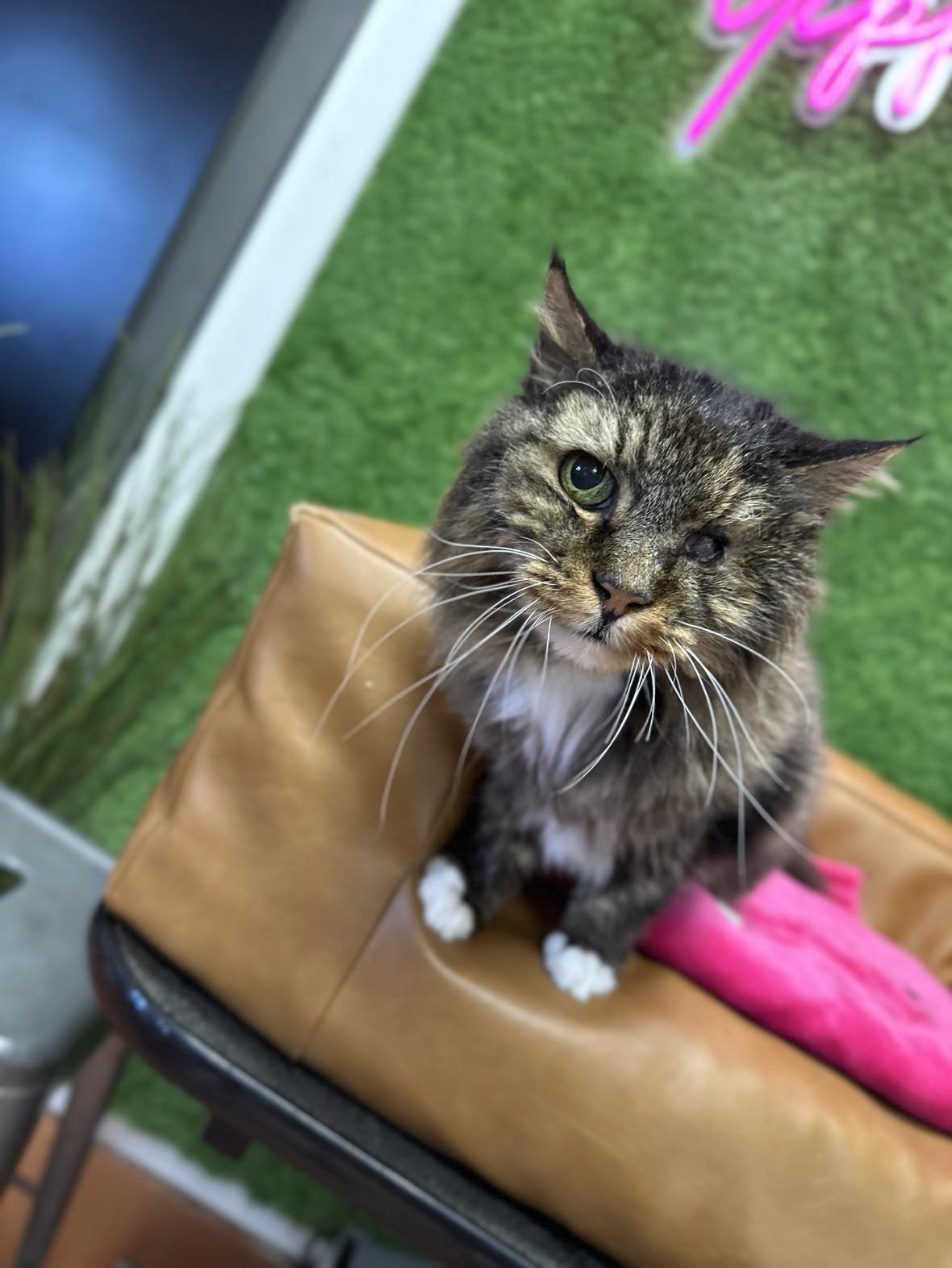 POLLY - CHRISTINE 4.jpg