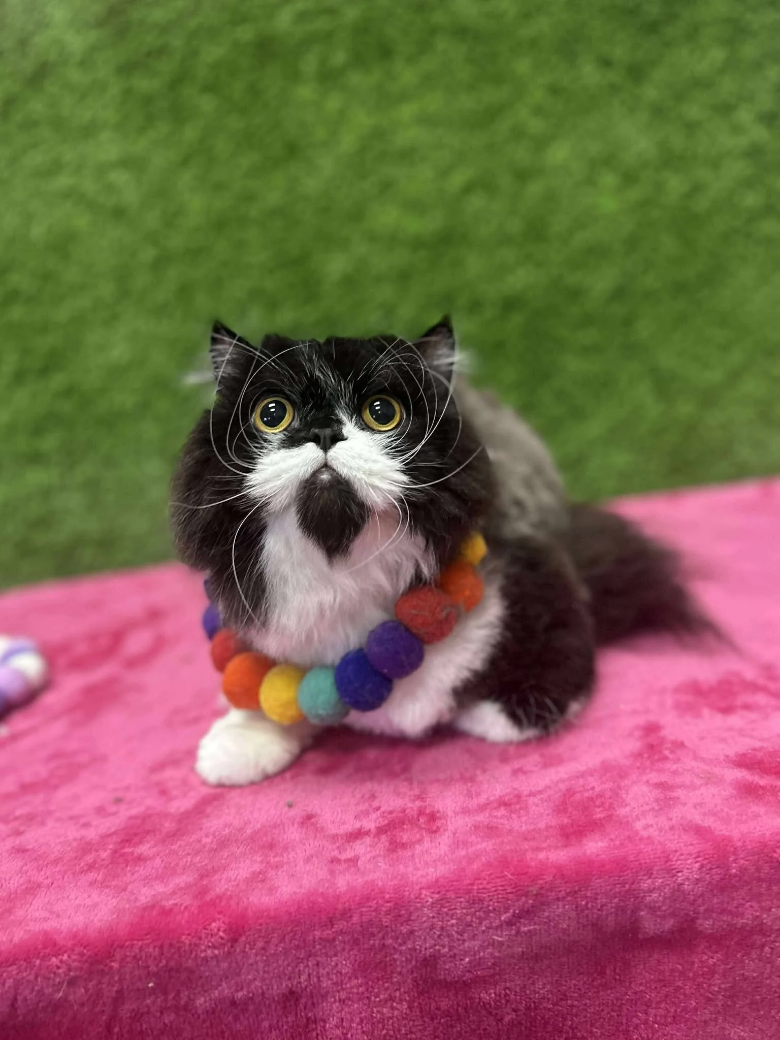 LITTLE BUDDY - CHRISTINE 2.jpg