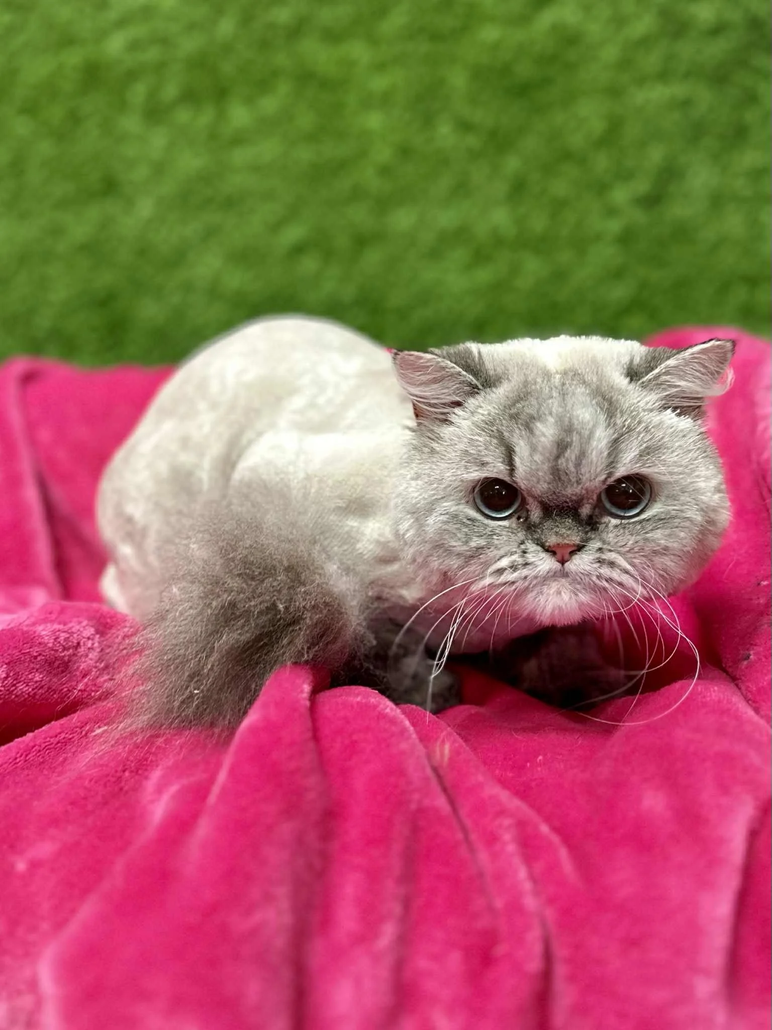 BABY - CHRISTINE 2.jfif