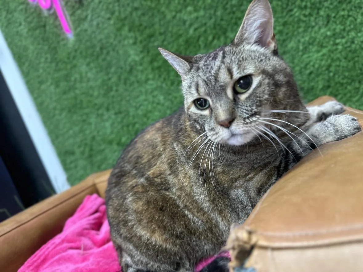 BRAMBLE - CHRISTINE 1.jpg