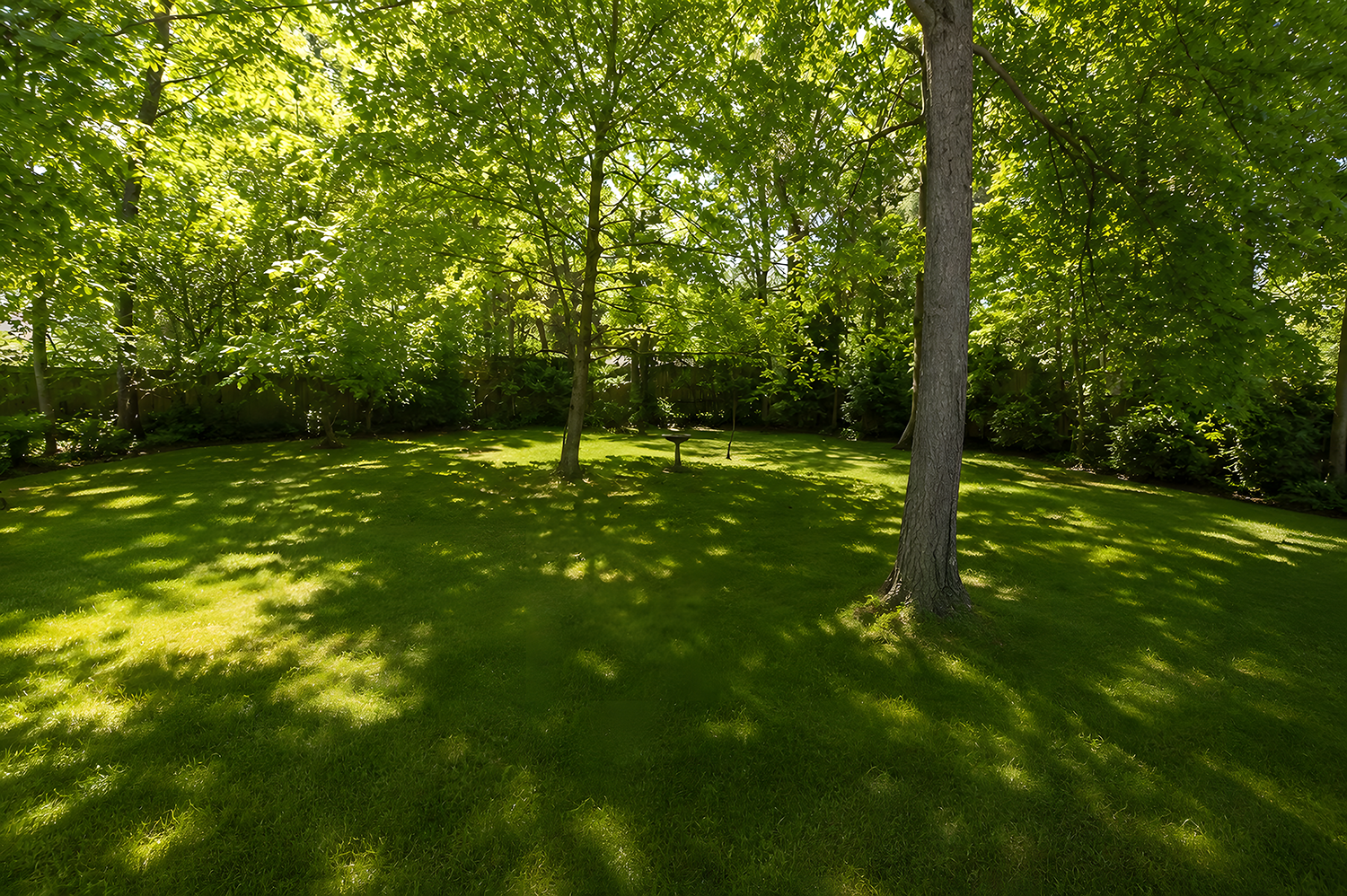 A lush green backyard with tall trees casting shadows on the grass, a birdbath in the middle, and a wooden fence at the back.