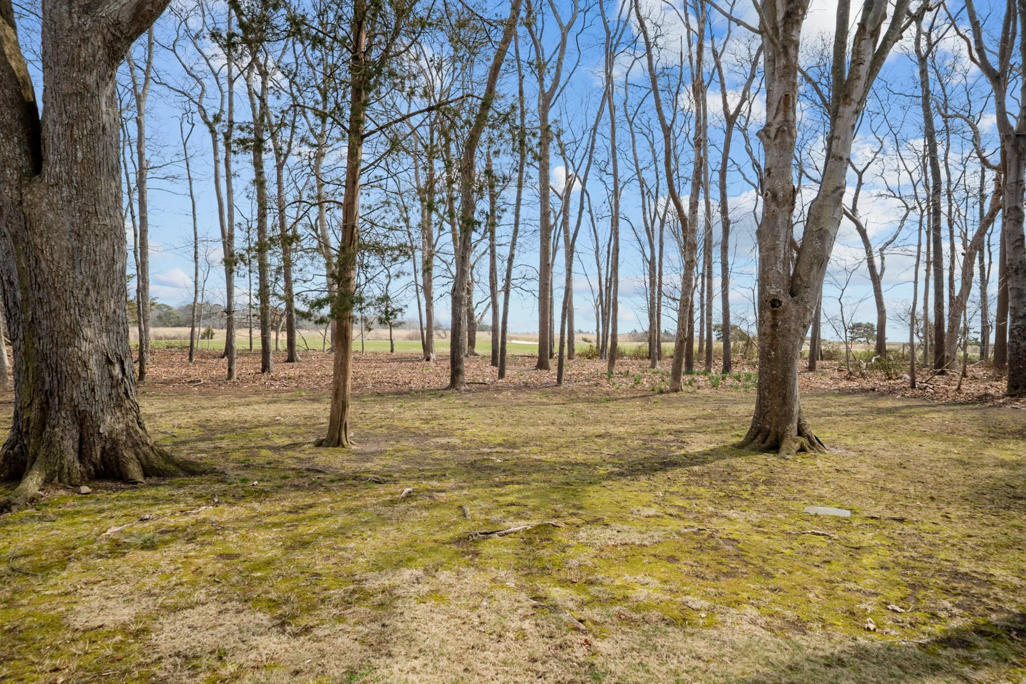 A forest scene with tall, leafless trees and a grassy ground under a partly cloudy sky.
