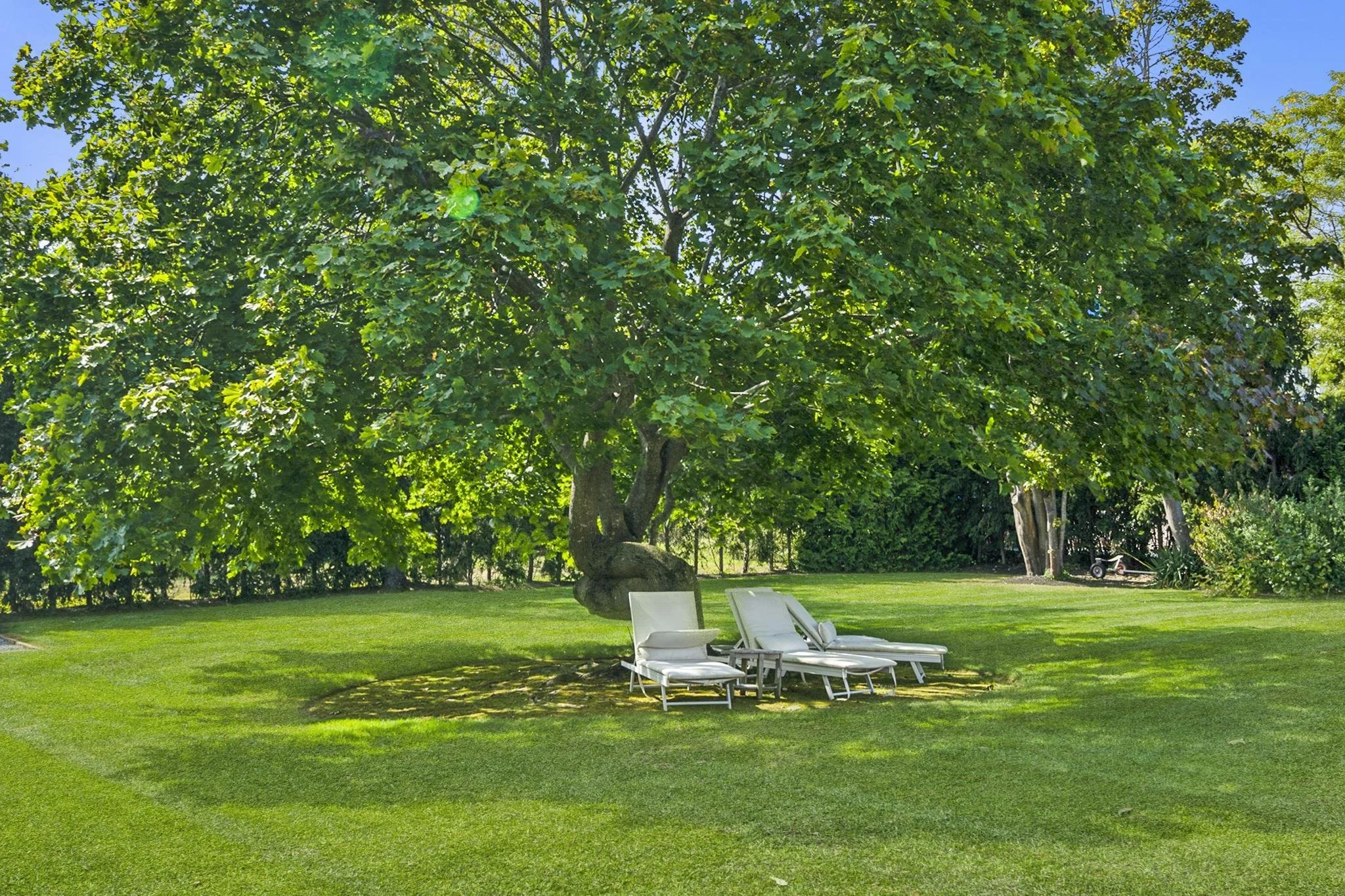 A backyard with a large leafy tree providing shade, two white lounge chairs, well-maintained green grass, gardening tools, and a sign, with a backdrop of bushes and a clear blue sky.