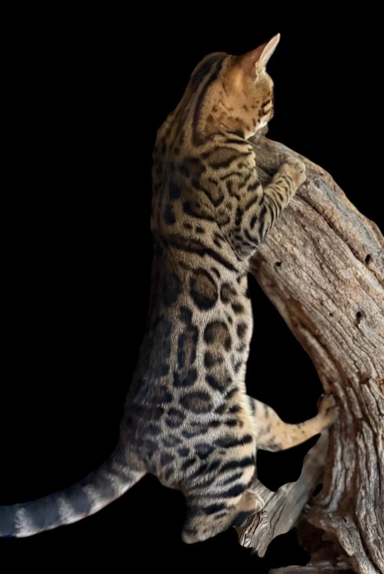 Golden rosetted Bengal cat at Adams Prime Bengals Texas