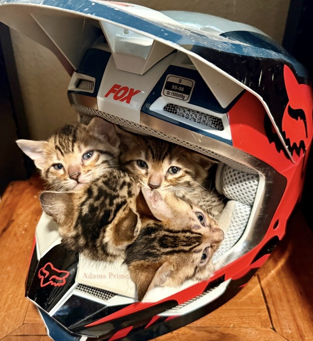 bengal-kittens-fox-racing-helmet-santa-anna-tx.jpg Alt text: Five Bengal kittens cuddled inside a child-sized Fox Racing helmet.