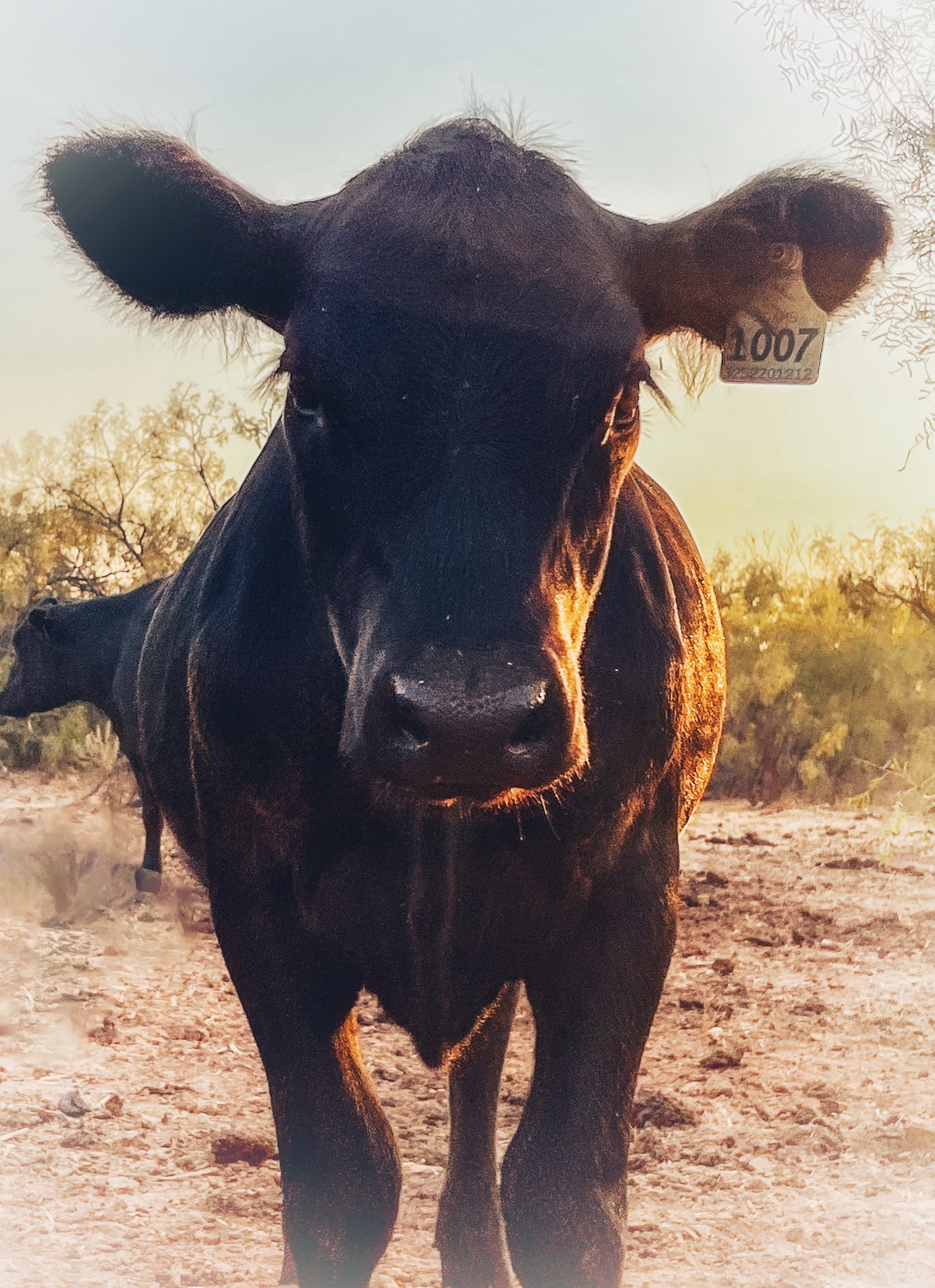 Black Angus cow in a West Texas pasture at Adams Prime Ranch, part of a working cattle and garden system.