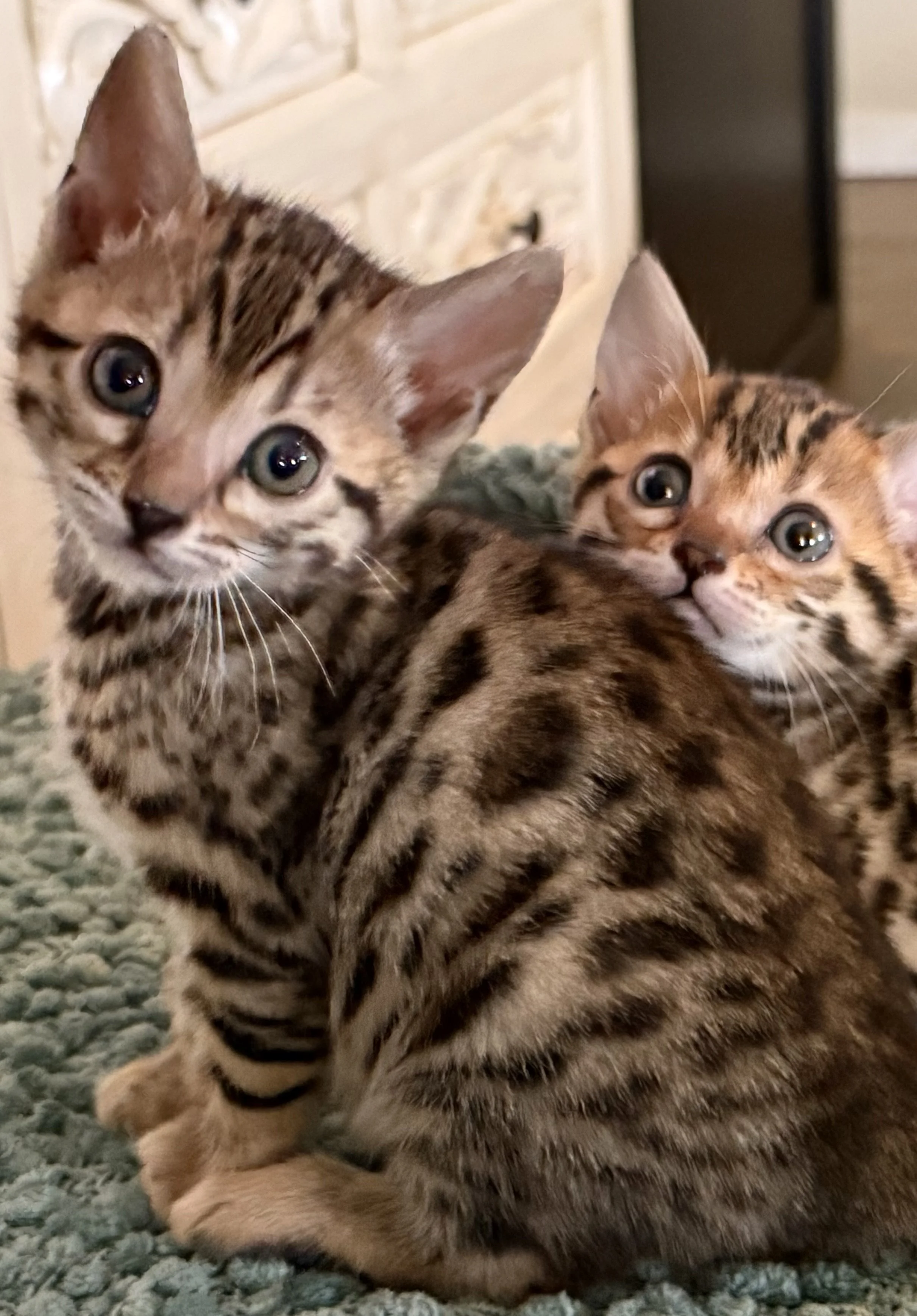 Alt text: Brown rosetted Bengal kitten in Texas from Adams Prime Bengals