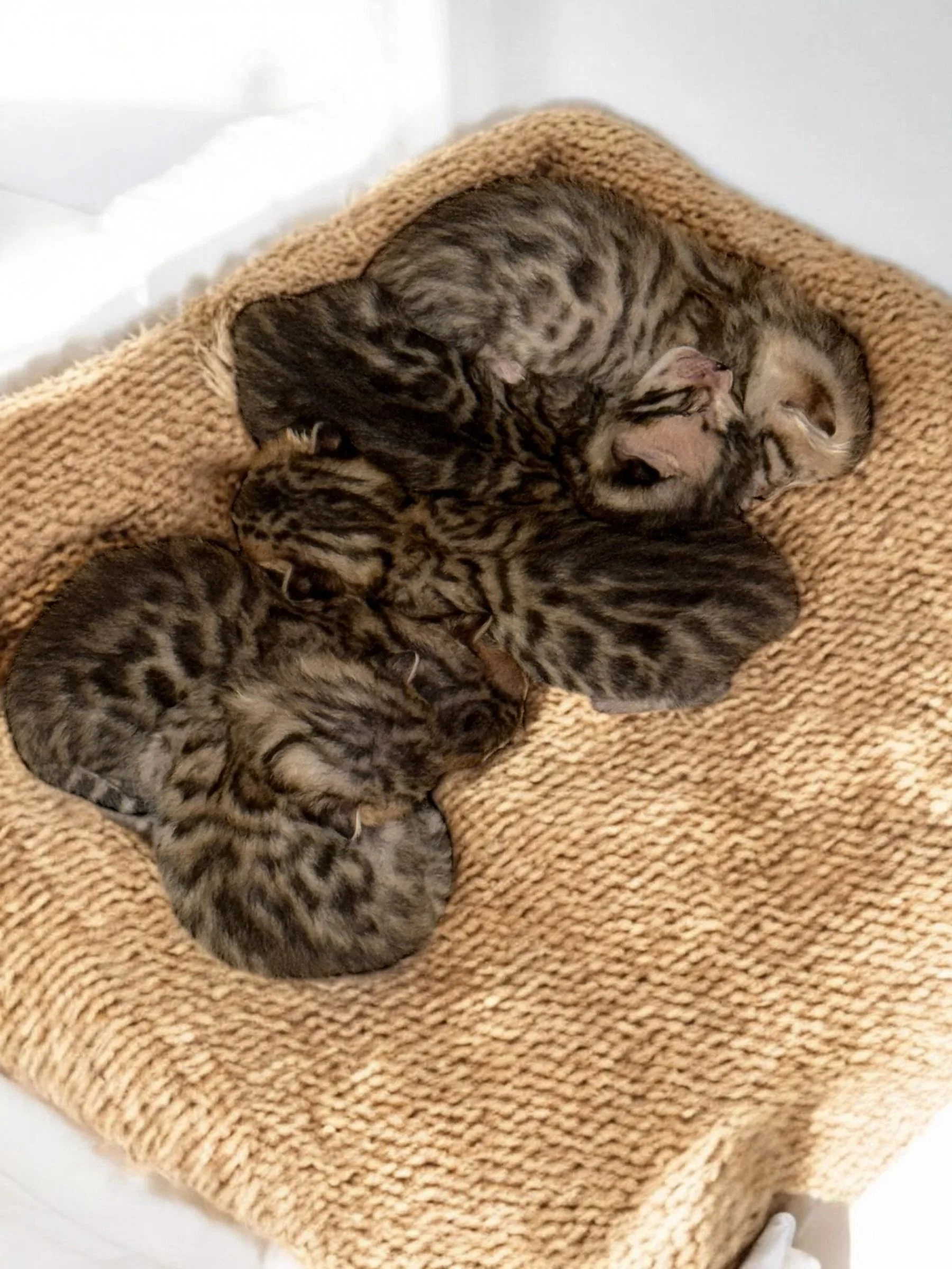 Young Bengal kitten showing early rosette development