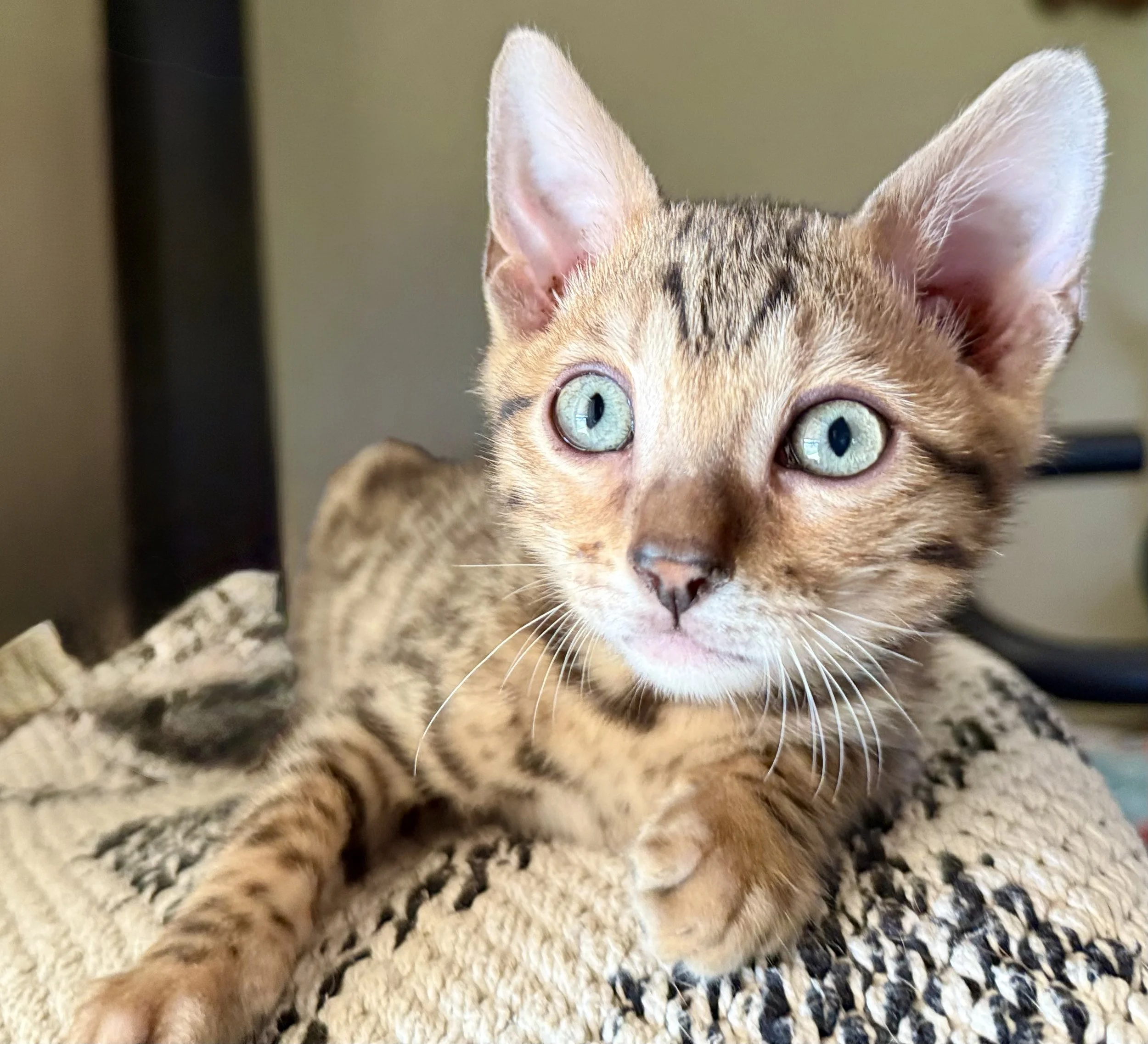Well-socialized Bengal kitten at Adams Prime Bengals
