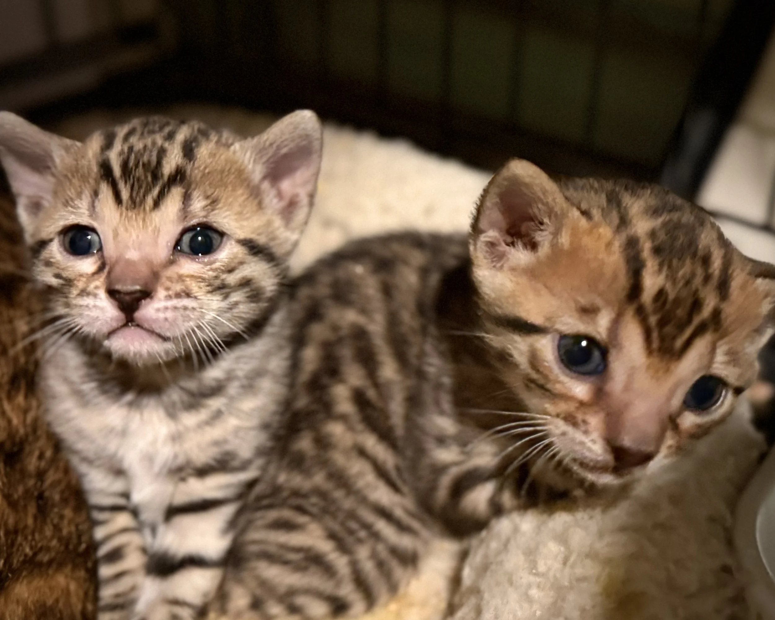 Two Bengal kittens sitting close together showing early rosetted coat pattern and bright blue kitten eyes.