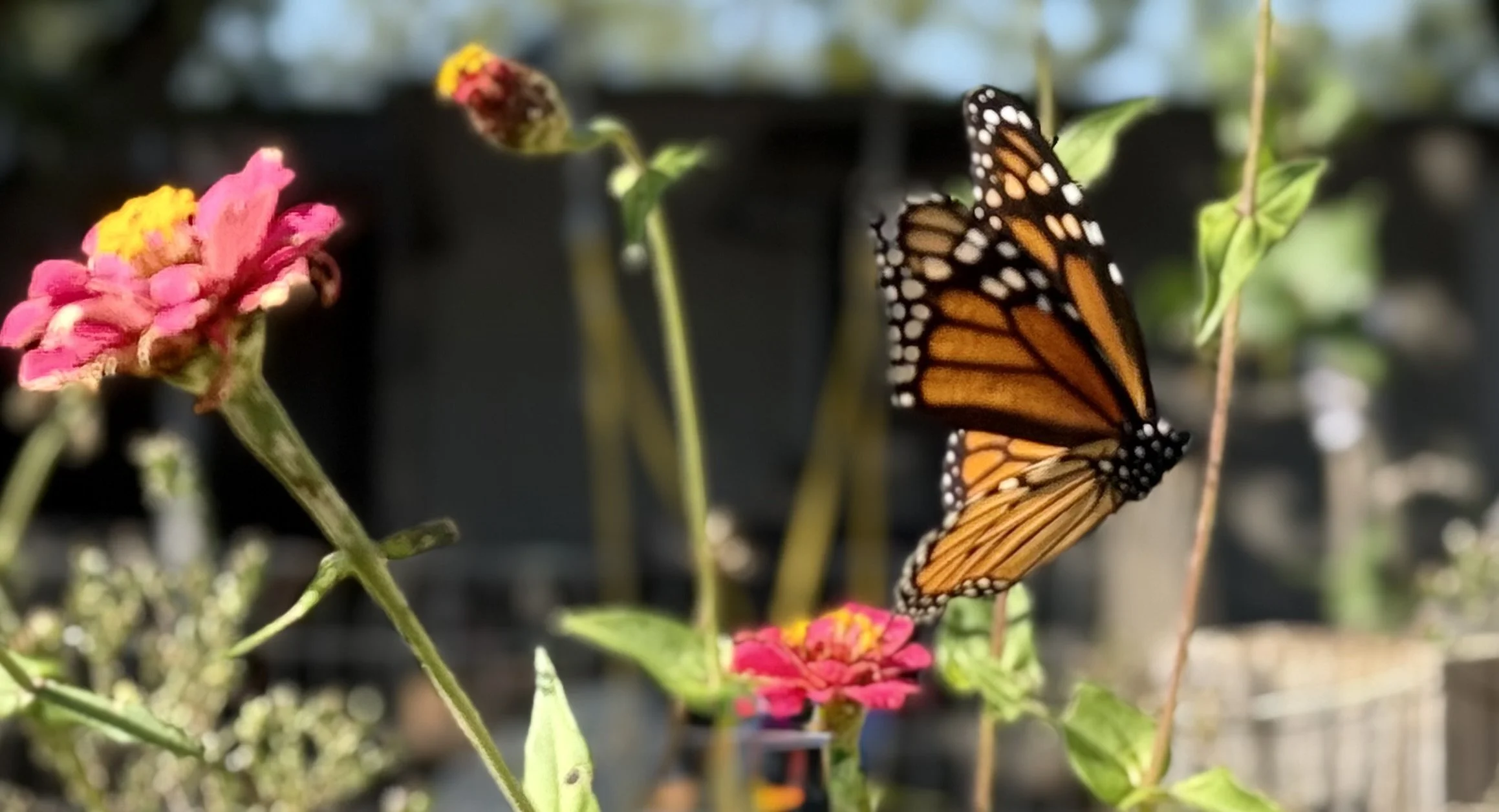 Monarch Butterfly resting on garden flowers in a West Texas pollinator-friendly garden at Adams Prime.