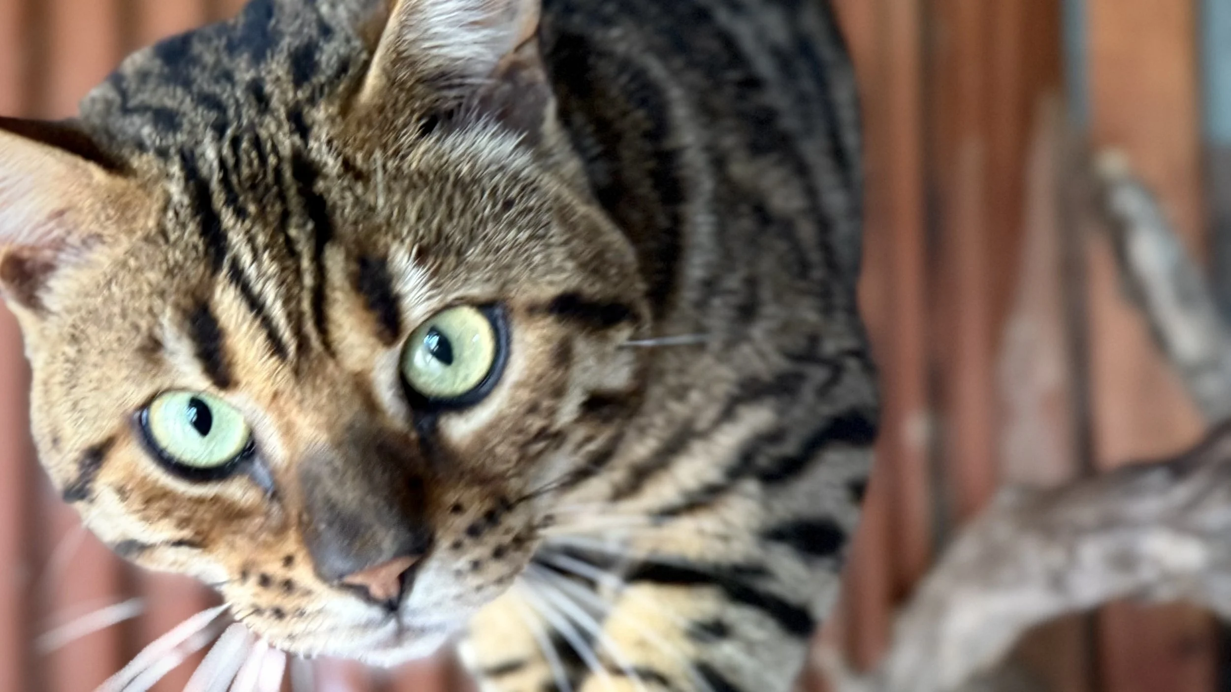 Brown rosetted Bengal stud cat Titus at Adams Prime Bengals in Texas