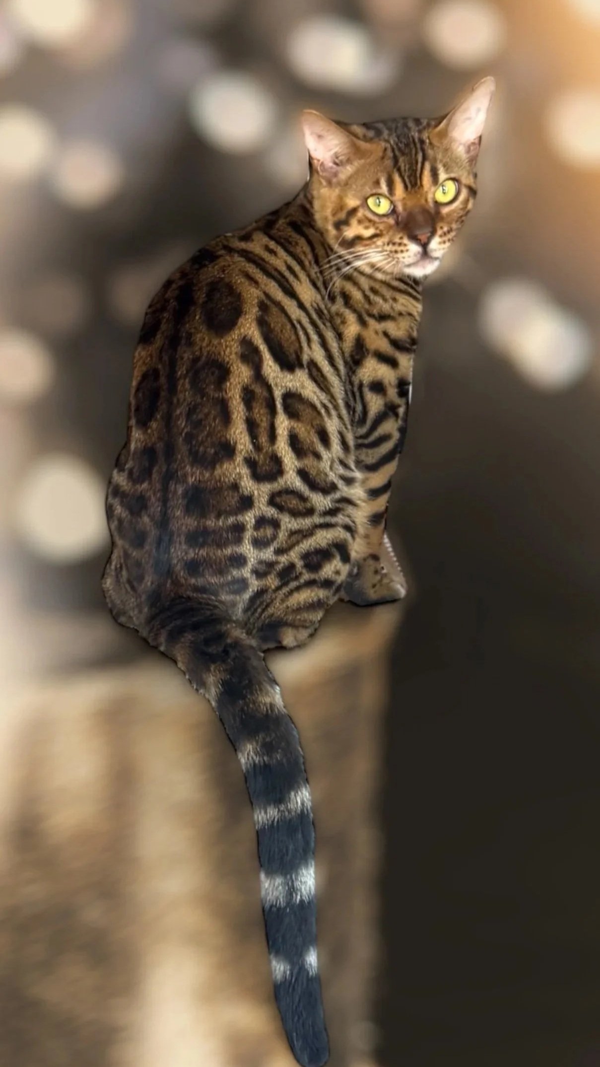 Bengal stud with strong contrast and calm temperament