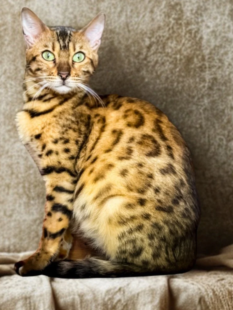 Foundation Bengal queen in a home-based breeding program