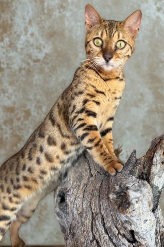 Adult Bengal cat with gold rosettes at Adams Prime Bengals