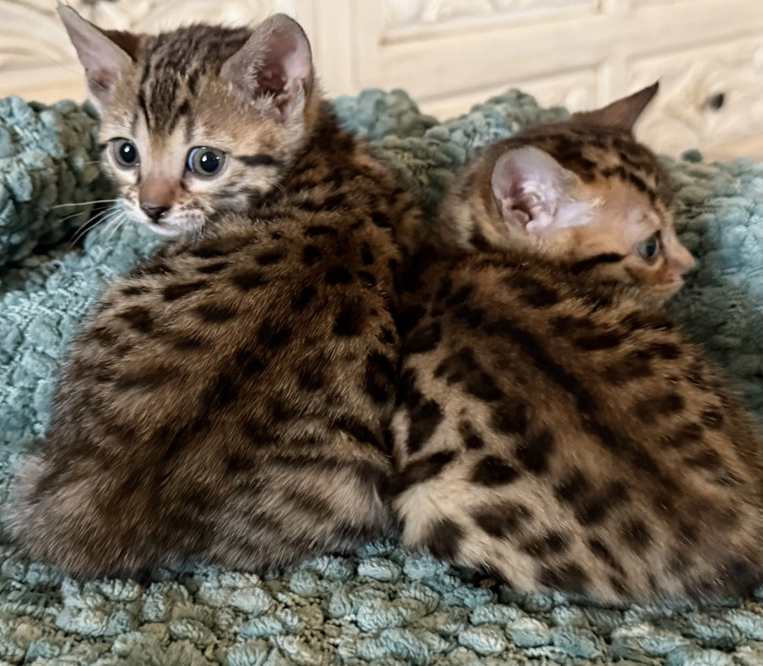 Bengal kittens from Adams Prime Bengals Texas