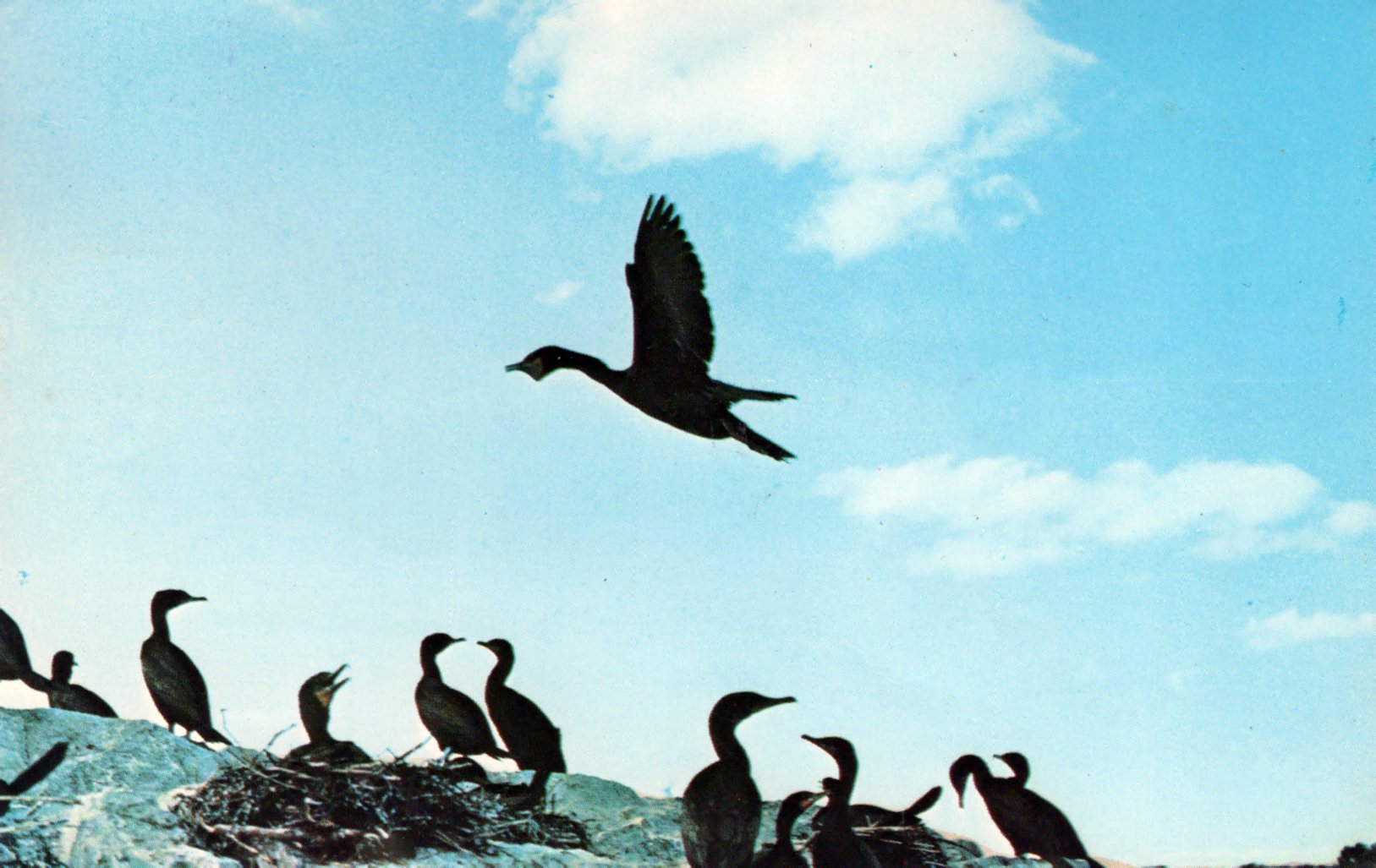 Postcard_Gulls.jpg