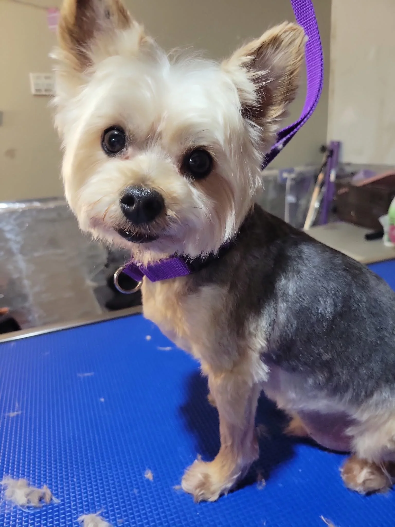 Close-up of a small dog with a tan and dark fur coat, wearing a purple collar, sitting on a blue grooming table with fur clippings, looking at the camera with a curious expression.