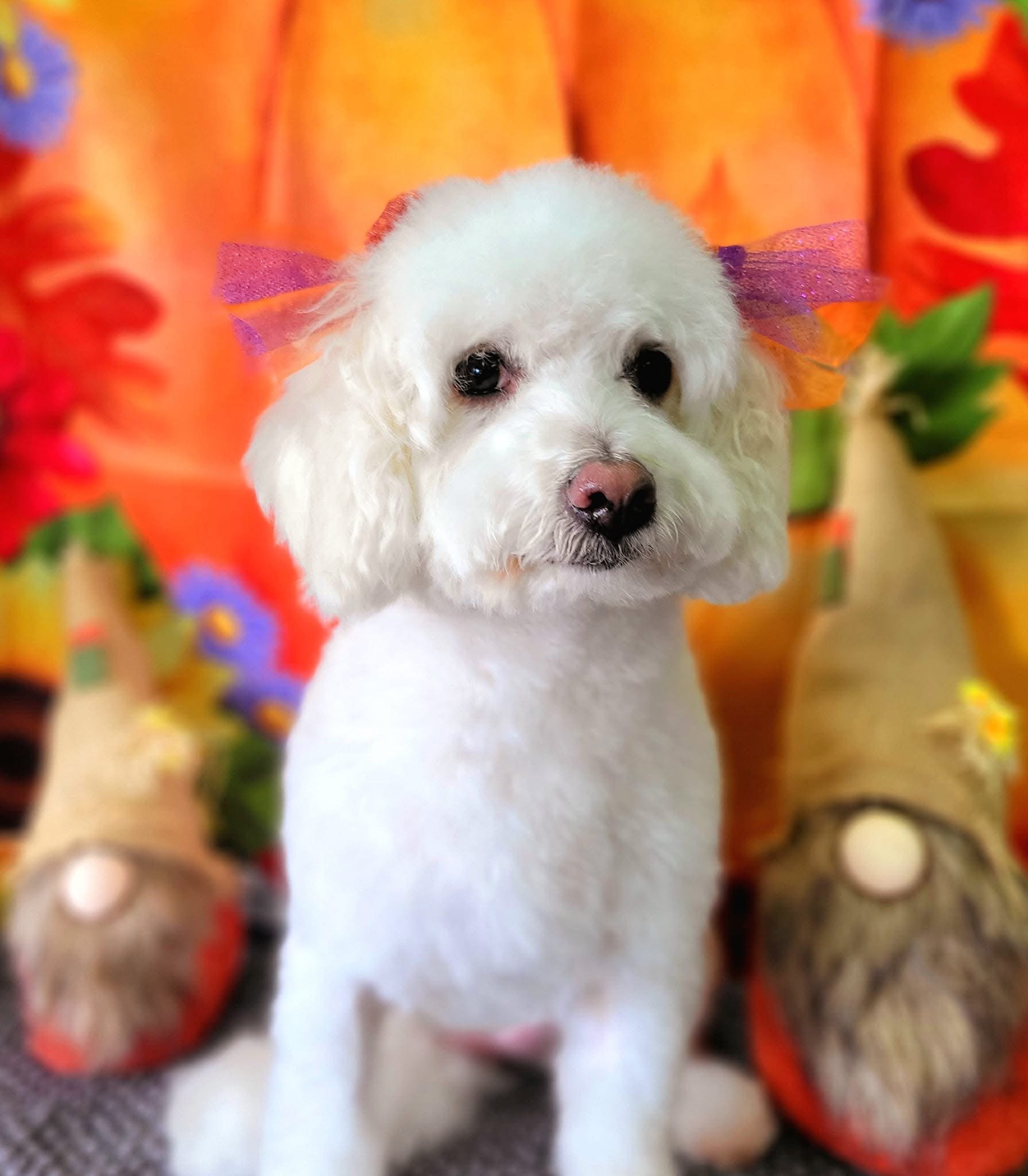 A white dog with fluffy fur and expressive dark eyes, sitting in front of a colorful backdrop with orange, purple, and green hues, decorated with flowers and other ornaments, wearing purple ribbons on its ears.