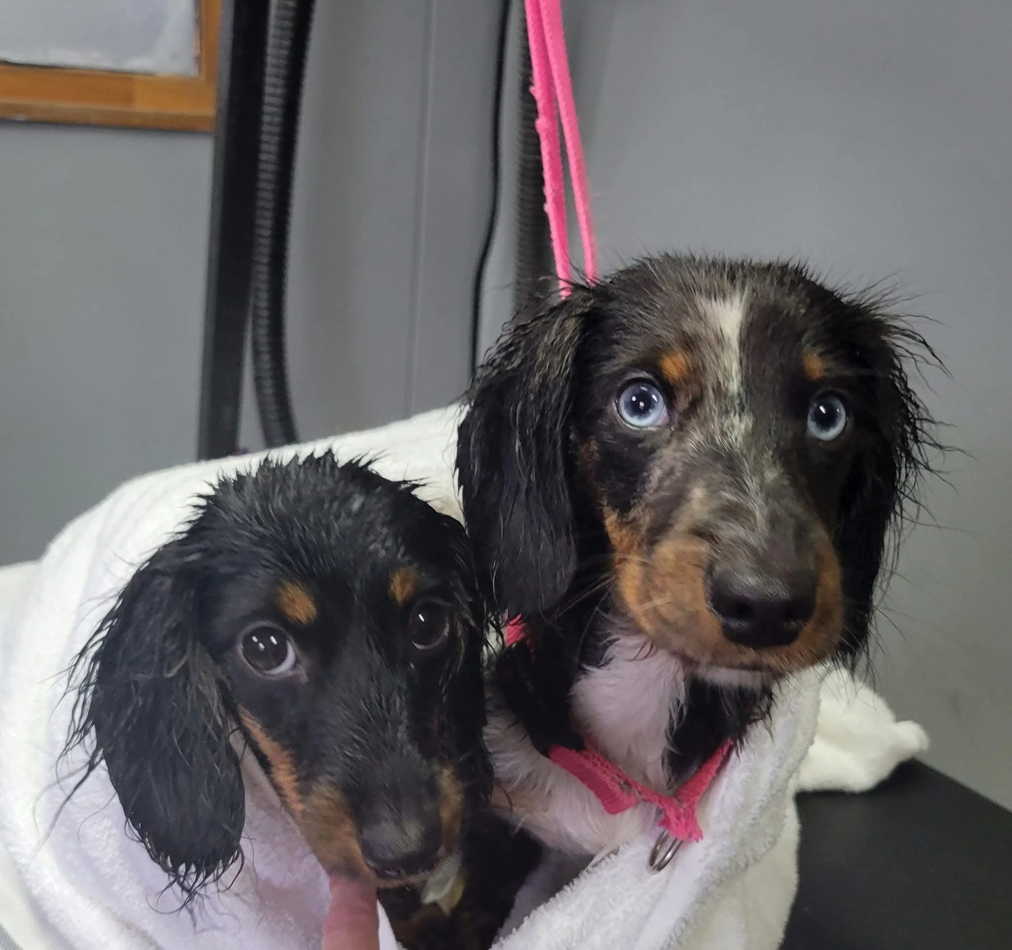 Two wet dachshund puppies with black and tan fur, sitting on a white towel, looking at the camera with curious eyes.